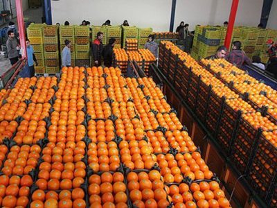 توزیع ۲۰۰ تن میوه شب عید، آغاز طرح کالابرگ الکترونیکی، افزایش خرید گندم و توزیع گوشت قرمز