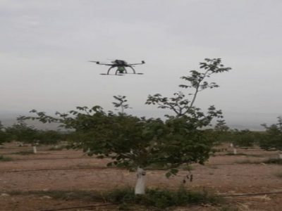 گرده‌افشانی درخت گردو با ربات پرنده ساخت محققان دانشگاه تهران