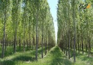 تولید ۱۰۰ هزار قلمه نهال درخت صنوبر با مشارکت مردم در خراسان شمالی