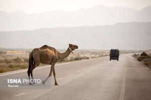 خارج کردن شترها از منطقه حفاظت شده میاندشت، کاری طاقت فرسا برای محیط‌بانان