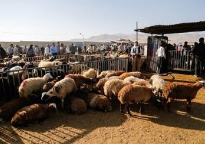 میادین عرضه دام، یکی از چالش های شیوع بیماری های دامی