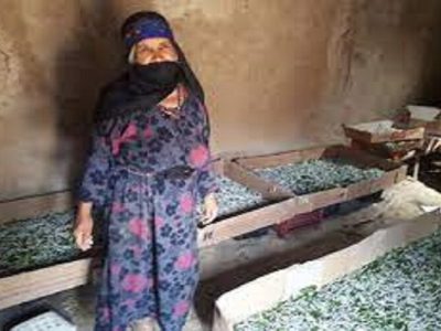 نیاز خراسان شمالی به ایجاد ۲۰۰۰ تلمبار بهداشتی در صنعت نوغانداری