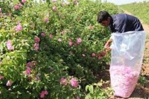 برداشت گل محمدی از باغات خراسان شمالی آغاز شد