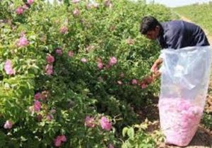 برداشت گل محمدی از باغات خراسان شمالی آغاز شد