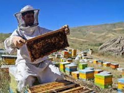 به نظر می رسد امسال، سال سختی برای زنبورداران خراسان شمالی باشد