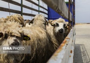 بهبود باروری گله گوسفند با فناوری نانو