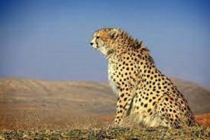 ثبت مجدد حضور یوزپلنگ در پناهگاه حیات وحش میاندشت خراسان شمالی