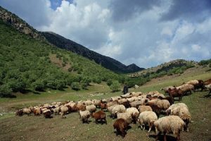 جرائم تخلفات چرای دام در مناطق حفاظت شده خراسان شمالی بازدارنده نیست