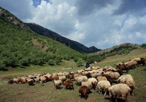 جرائم تخلفات چرای دام در مناطق حفاظت شده خراسان شمالی بازدارنده نیست