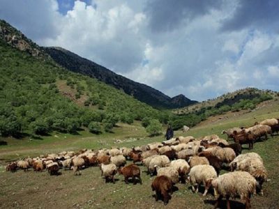 جرائم تخلفات چرای دام در مناطق حفاظت شده خراسان شمالی بازدارنده نیست