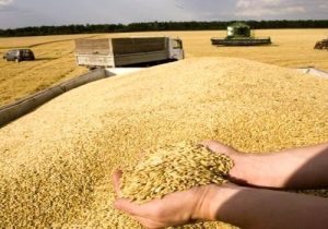پیش بینی خرید تضمینی گندم در خراسان شمالی کمتر از ۱۰۰ هزار تن
