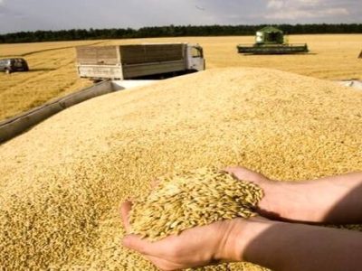 پیش بینی خرید تضمینی گندم در خراسان شمالی کمتر از ۱۰۰ هزار تن