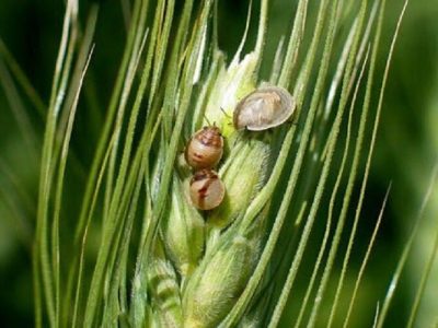 پیش بینی مبارزه با سن گندم در ۵۰ هزار هکتار از مزارع رها شده خراسان شمالی