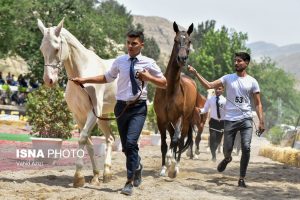 هفدهمین جشنواره ملی زیبایی اسب اصیل ترکمن