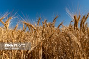 اجرای طرح جهش تولید در دیم‌زارهای خراسان شمالی طی سال زراعی جدید