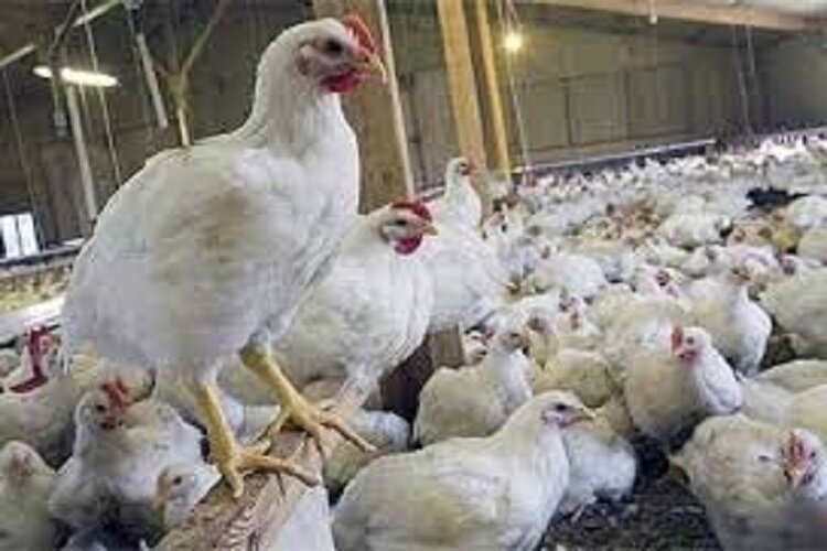 ۲.۲ همت اعتبار برای حمایت از واحدهای دام و طیور گلستان