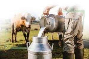 خروج ۵۰ درصد شیر تولیدی از خراسان شمالی
