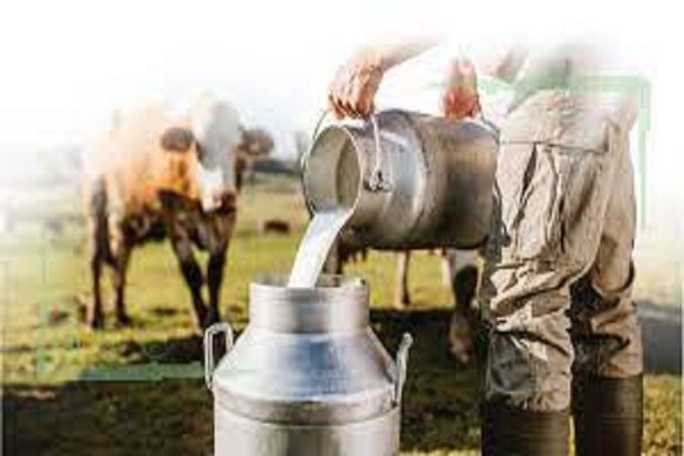 خروج ۵۰ درصد شیر تولیدی از خراسان شمالی