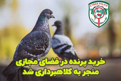 خرید پرنده در فضای مجازی منجر به کلاهبرداری شد