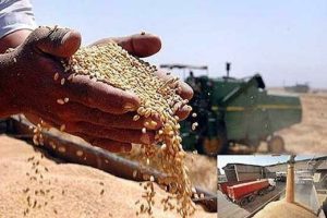 قیمت خرید تضمینی گندم ۴۹ هزار و ۵۰۰ تومان تعیین شد
