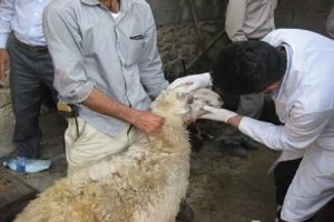 حذف و کشتار دام‌های آلوده به «تب مالت» نیازمند همکاری وزارت بهداشت است