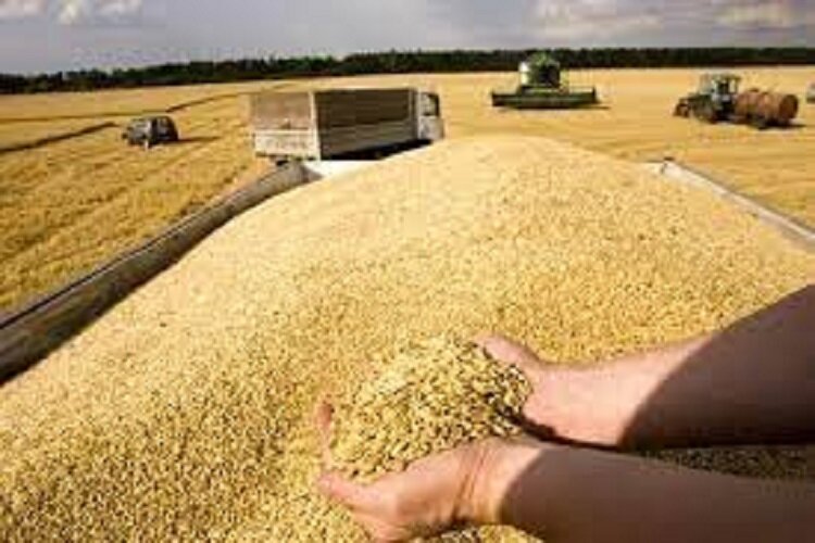 آغاز خرید تضمینی گندم با پرداخت علی الحساب   ‌