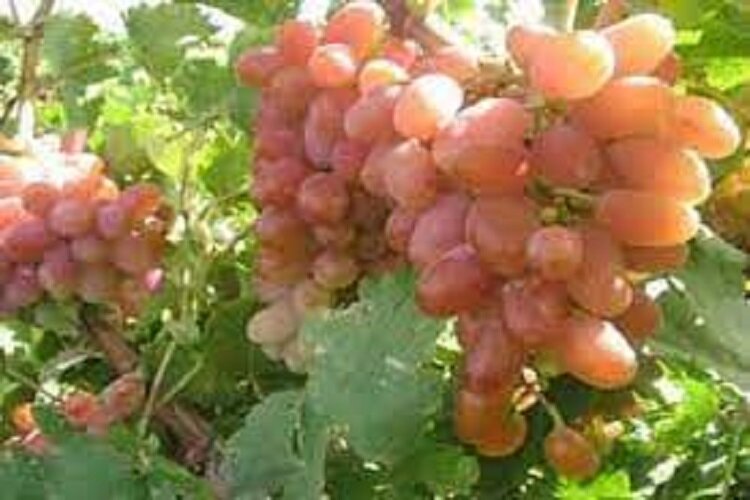 کاهش ۳۰ درصدی تولید انگور در خراسان شمالی