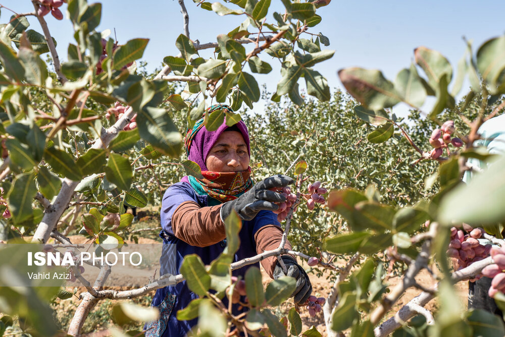 طلای سبز در زمین‌های شور؛ فراخوان برای کشت انجیر و پسته