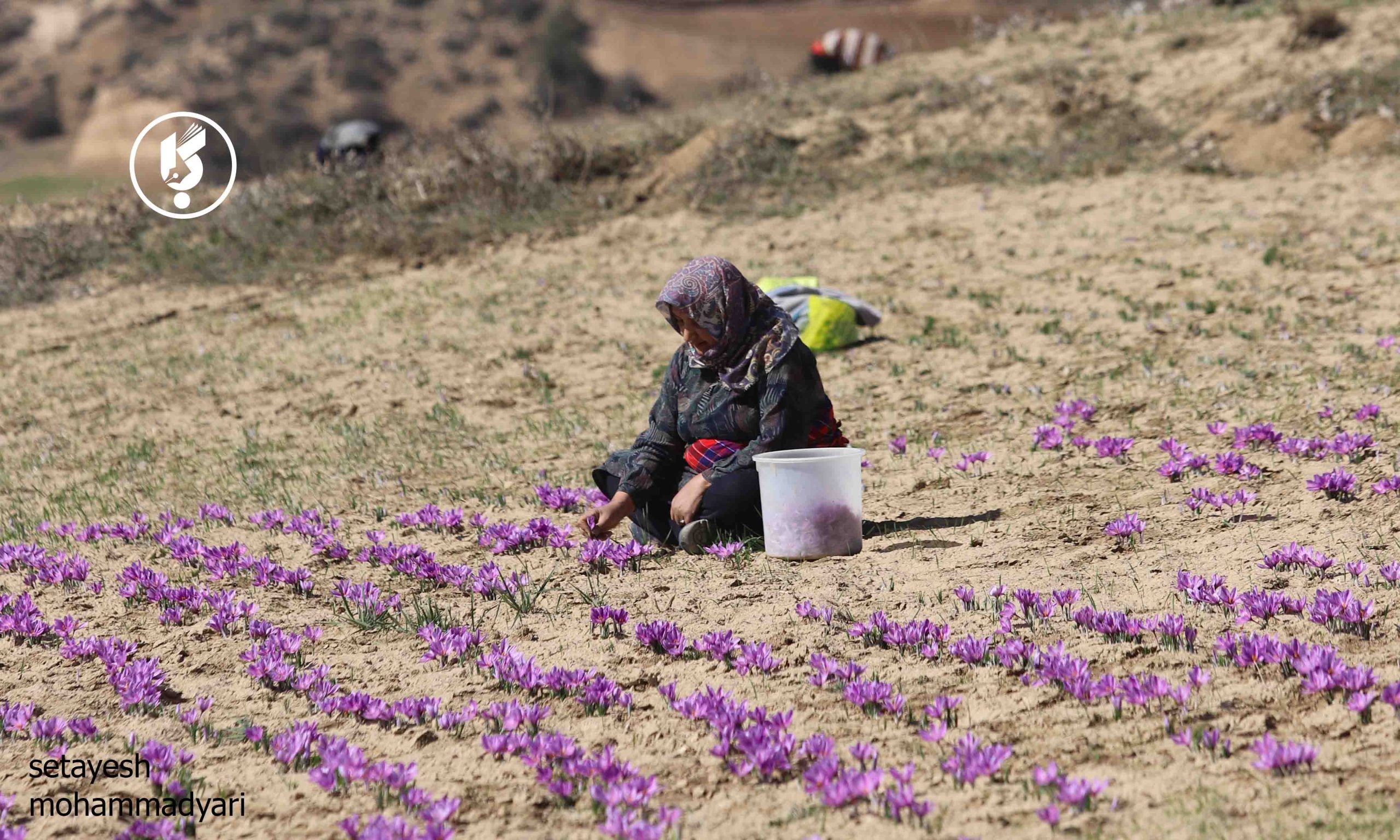 وامنان گلستان؛ طلای سرخ در مسیر حذف واسطه‌ها