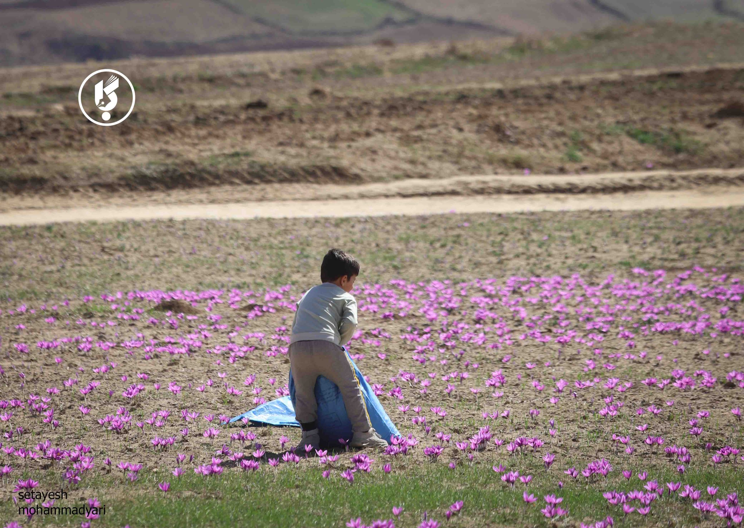 برداشت عروس سرخ گلستان