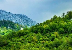 جنگلی در خراسان شمالی بازمانده از عصر دایناسورها