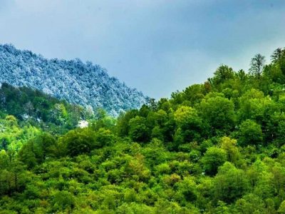 جنگلی در خراسان شمالی بازمانده از عصر دایناسورها