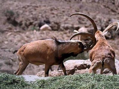 “قوچ مستی” فصل شلیک به قلب سلاطین کوهستان‌های خراسان شمالی