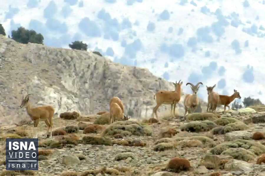 خطرات همیشگی پارک ملی گلستان جاده، آتش و شکار