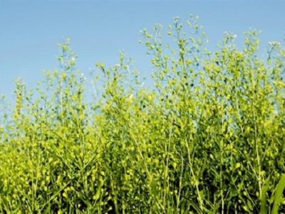 کاملینا گیاهی کم توقع و پرسود در خراسان شمالی