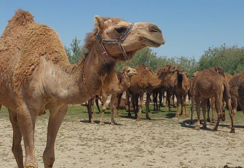 تولید سالانه ۲۵۰۰ تن شیر شتر در گلستان