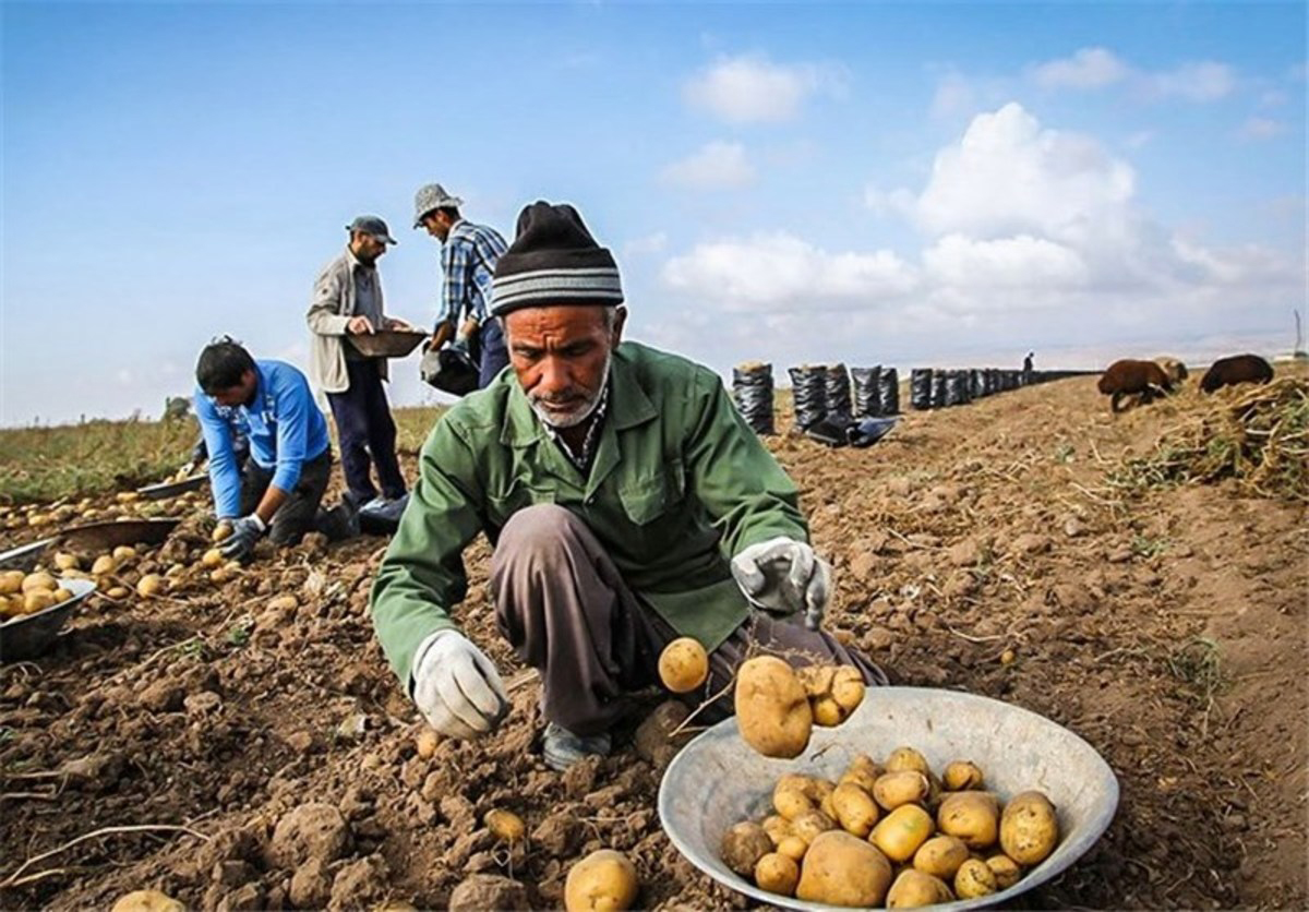 ارسال محموله ۱۳۰ تنی سیب‌زمینی گلستان به قزاقستان