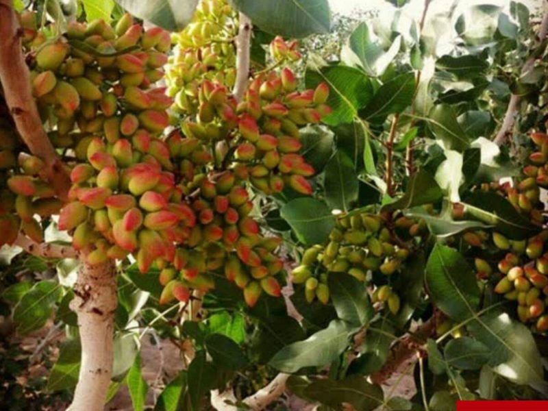 سرمایه‌ای رها شده در گلستان/ فقدان بسته بندی مشکل اصلی صادرات