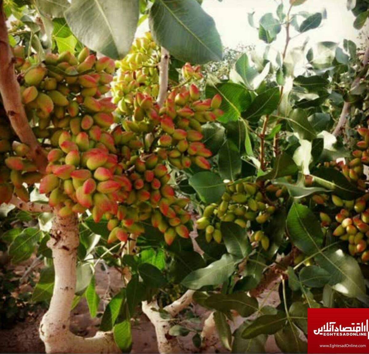 سرمایه‌ای رها شده در گلستان/ فقدان بسته بندی مشکل اصلی صادرات