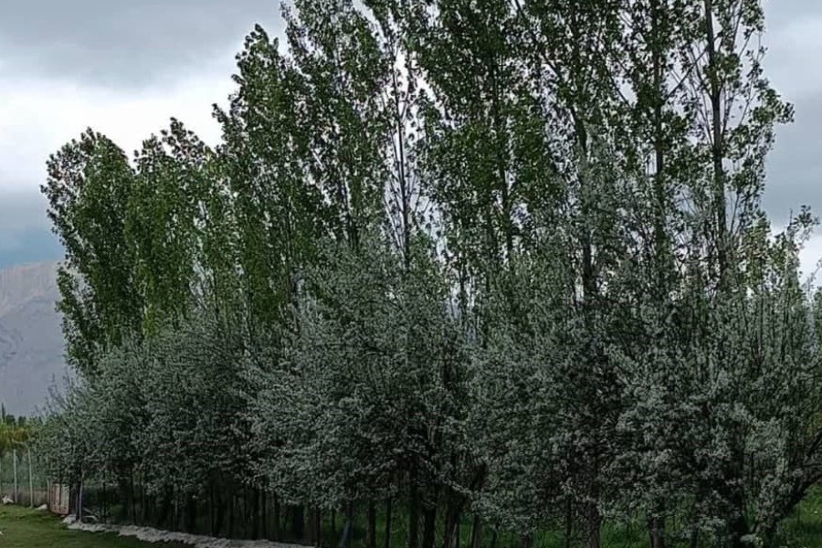 بادشکن؛ راهکاری سنتی با پیامدهای نوین در کشاورزی ایران