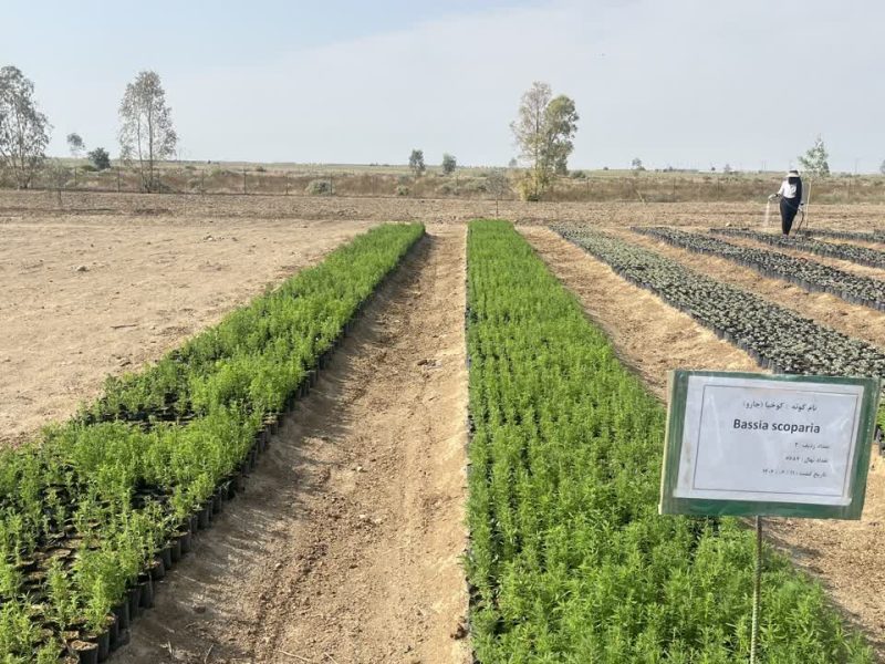 «جارو»؛ ناجی سبز مراتع گلستان یا راه‌حل موقتی کمبود علوفه؟