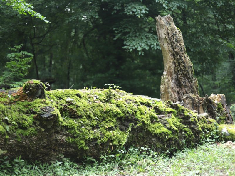 گلستان، نگین سبز ایران در معرض تهدیدات چندگانه جنگلی