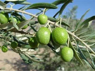 شهر مرزی کرند؛ سرزمین زیتون و طلای سبز شمال شرق کشور