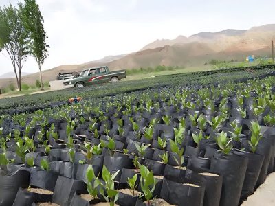 تولید بیش از ۶ میلیون نهال جنگلی در سالجاری