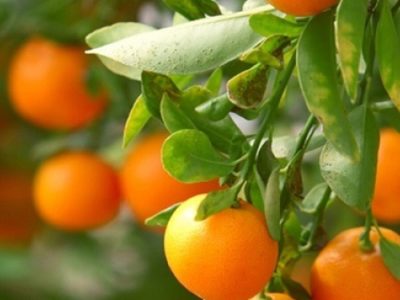 بندرگز؛ قطب پرتقال گلستان و ظرفیت فراموششده اقتصاد کشاورزی شمال کشور