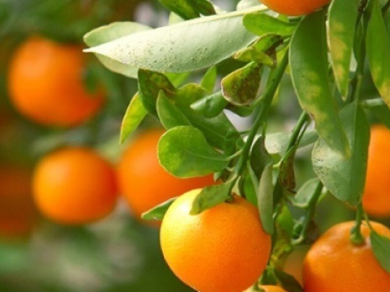 بندرگز؛ قطب پرتقال گلستان و ظرفیت فراموششده اقتصاد کشاورزی شمال کشور