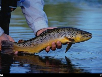 صادرات ۲۰ میلیون دلاری محصولات شیلاتی گلستان