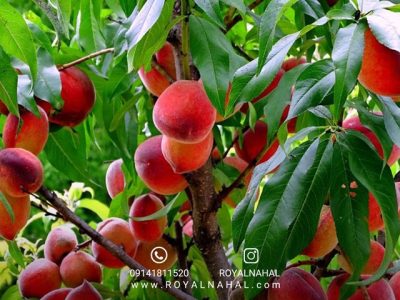 توزیع ۶۱۸ تن انواع کود برای توسعه باغات هلو در گلستان