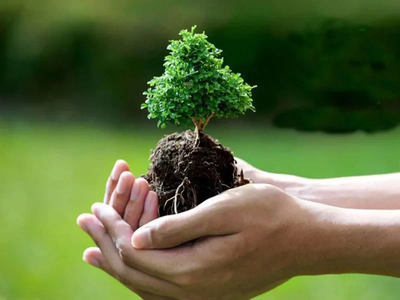 کاشت ۳۰ کیلومتر نهال در حاشیه جاده‌های گلستان