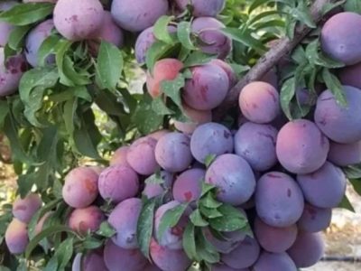 توزیع ۱۲۶ تن انواع کود برای توسعه باغات آلو درگلستان